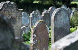 Egy mohapamacstól dőlt össze a chicagói sírrabló hálózat ügye
