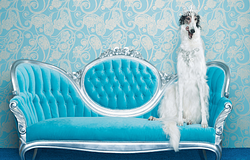 Ennyibe kerül ma egy kutya vagy macska tartása – és ez még csak az alap