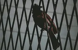 Sean ‘Diddy’ Combs szigorú feltételek mellett szabadulhat a börtönből