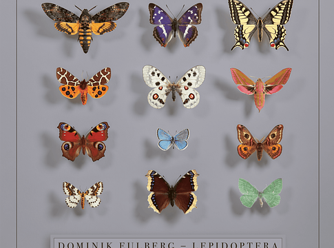 Dominik Eulberg új albuma a lepkék világát ünnepli: Lepidoptera