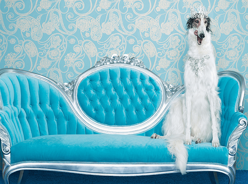 Ennyibe kerül ma egy kutya vagy macska tartása – és ez még csak az alap