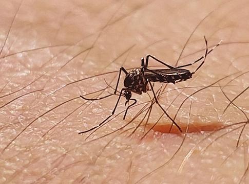 A WHO figyelmeztet: terjed a chikungunya vírus