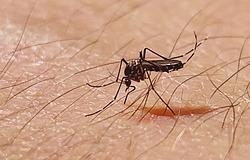 A WHO figyelmeztet: terjed a chikungunya vírus