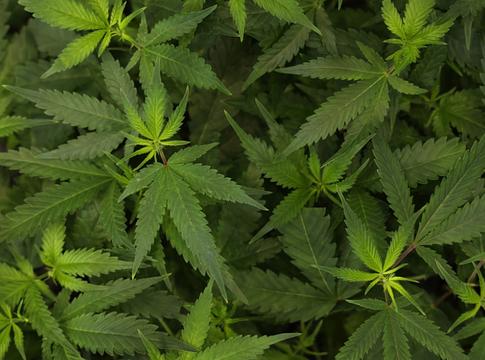 Ősi enzimek árulják el, hogyan tanult meg a kannabisz kannabinoidokat gyártani