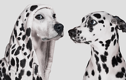 Klónozott kedvencek: amikor a gyász találkozik a biotechnológiával