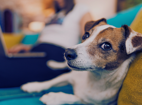 A kutyák valóban értik a szavakat – hallgatásból is tanulnak