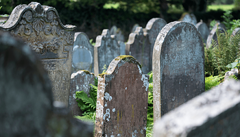Egy mohapamacstól dőlt össze a chicagói sírrabló hálózat ügye