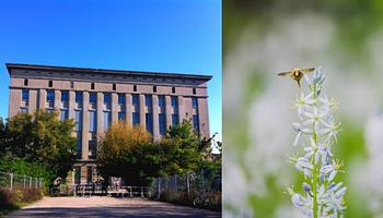 Vadonvirágos rét épül a Berghain mellett – új zöld oázis a város szívében