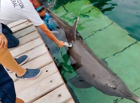 Delfinshowk bezárása egy népszerű fesztivál helyszínén