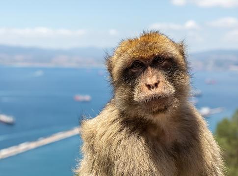 Gibraltári makákók földet esznek – a turisták nassolnivalói borítják fel az étrendjüket
