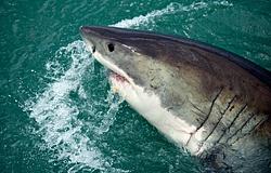 Kokain és gyógyszermaradványok a tengerben: cápáknál is kimutatták