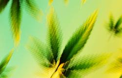 Egységes mérce jöhet a kannabiszhasználat mérésére