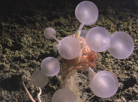 A mély-tengeri húsevő szivacs rejtélye