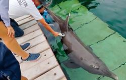 Delfinshowk bezárása egy népszerű fesztivál helyszínén