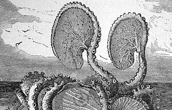 100 millió éves, Krakenszerű polip nyomaira bukkantak