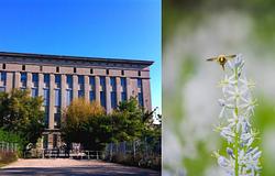 Vadonvirágos rét épül a Berghain mellett – új zöld oázis a város szívében