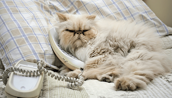 A dorombolás többet elárul a macskákról, mint a nyávogás