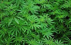 Egykori aberdeeni klubból kannabiszültetvény lett, három férfi börtönt kapott