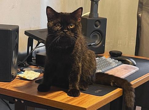 Cat Litter Box: ingyenes plugin rendezi a kaotikus mintatárat