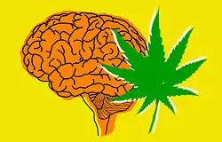Fiatalon tartja az agyat a kannabisz? Új kutatás vizsgálja a kérdést