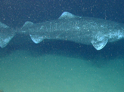 A grönlandi cápa látása évszázadokon át épen marad