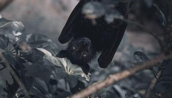 Echo in the Dark: teljes lemez denevér-echolokációból, szintik nélkül