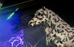 Ponyhof klub bezárása Bécsben