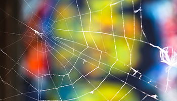 Kolumbiában falon lakó pókot neveztek el Pink Floydról