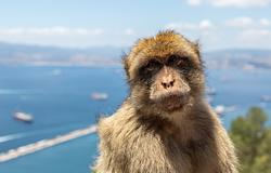 Gibraltári makákók földet esznek – a turisták nassolnivalói borítják fel az étrendjüket