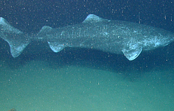 A grönlandi cápa látása évszázadokon át épen marad