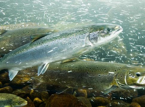 Kokain a vízben: hogyan írja át a szennyezés a halak viselkedését