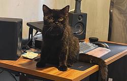 Cat Litter Box: ingyenes plugin rendezi a kaotikus mintatárat