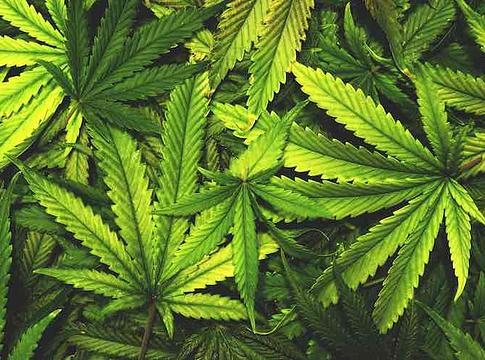 Tanulmány: a tinédzserkori kannabiszhasználat növelheti a súlyos mentális zavarok kockázatát