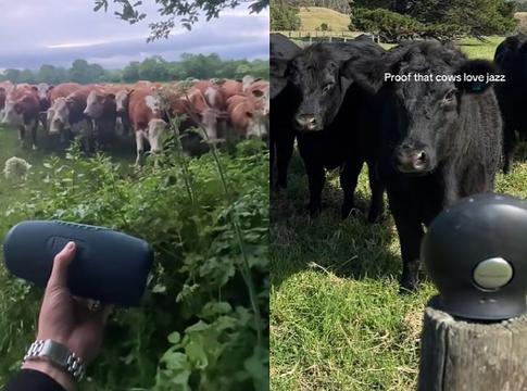 Zene a teheneknek? Egy TikTok-trend pánikot kelt egy német farmon