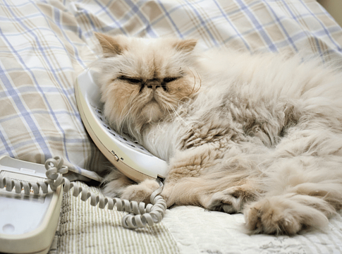 A dorombolás többet elárul a macskákról, mint a nyávogás