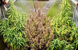 Wiesbaden klubokban tesztelte a kannabisz helyszíni ellenőrzését
