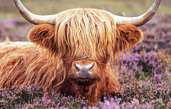 Túl cuki a gulyája, ezért „lefotótlanítaná” a teheneket – különös megoldással védene a tartalomgyártóktól