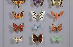 Dominik Eulberg új albuma a lepkék világát ünnepli: Lepidoptera