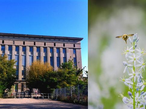 Vadonvirágos rét épül a Berghain mellett – új zöld oázis a város szívében