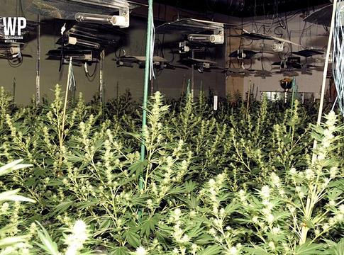Egy áramszünet leplezett le egy komplett kannabiszüzemet Németországban