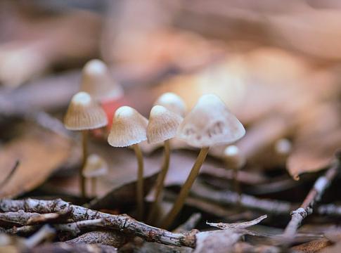 Csehország engedélyezi a pszilocibin orvosi alkalmazását 2026-tól