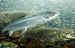 Kokain a vízben: hogyan írja át a szennyezés a halak viselkedését