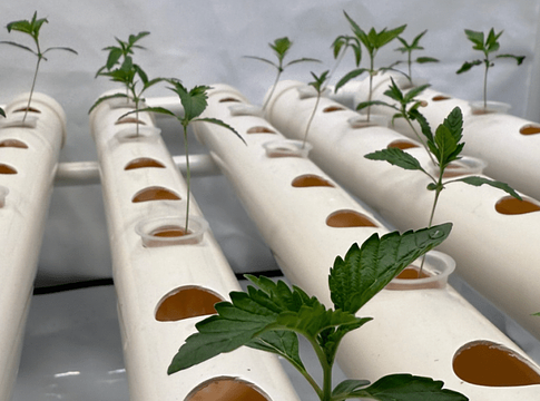 Bajorország leállította az első kannabisz klub működését