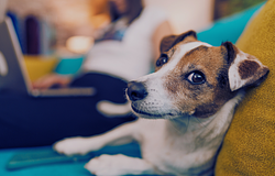 A kutyák valóban értik a szavakat – hallgatásból is tanulnak