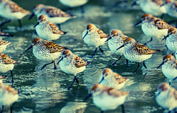 Az emberi szuperérzék, amiről eddig nem tudtunk