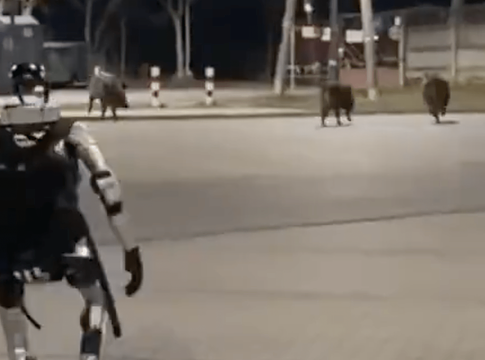 Vaddisznókat üldöző humanoid robot futott Varsóban – és pont olyan fura, mint hangzik