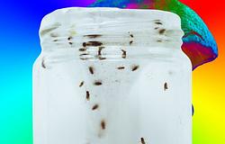 Miért termelnek psilocibint a varázsgombák? Új kutatás a háttérben