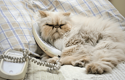 A dorombolás többet elárul a macskákról, mint a nyávogás