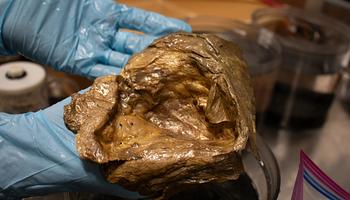 Aranygömb a tenger mélyén: nem tojás, hanem egy tengeri rózsa „levetett bőre”