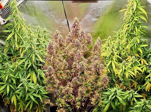 Wiesbaden klubokban tesztelte a kannabisz helyszíni ellenőrzését